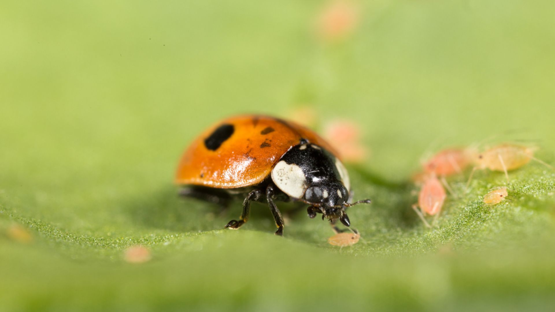 Mosca dell'olivo trattamento