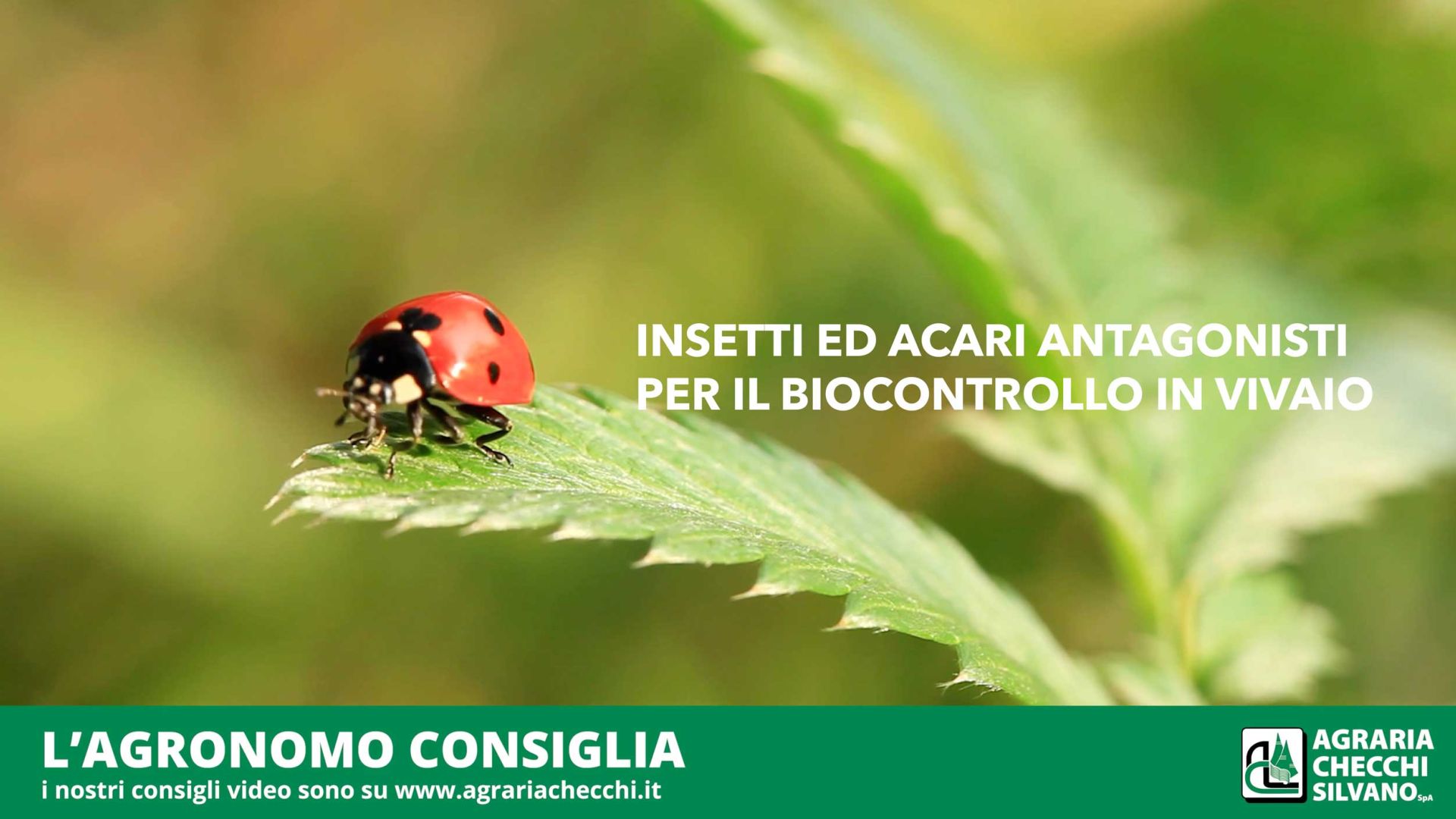 Mosca dell'olivo trattamento