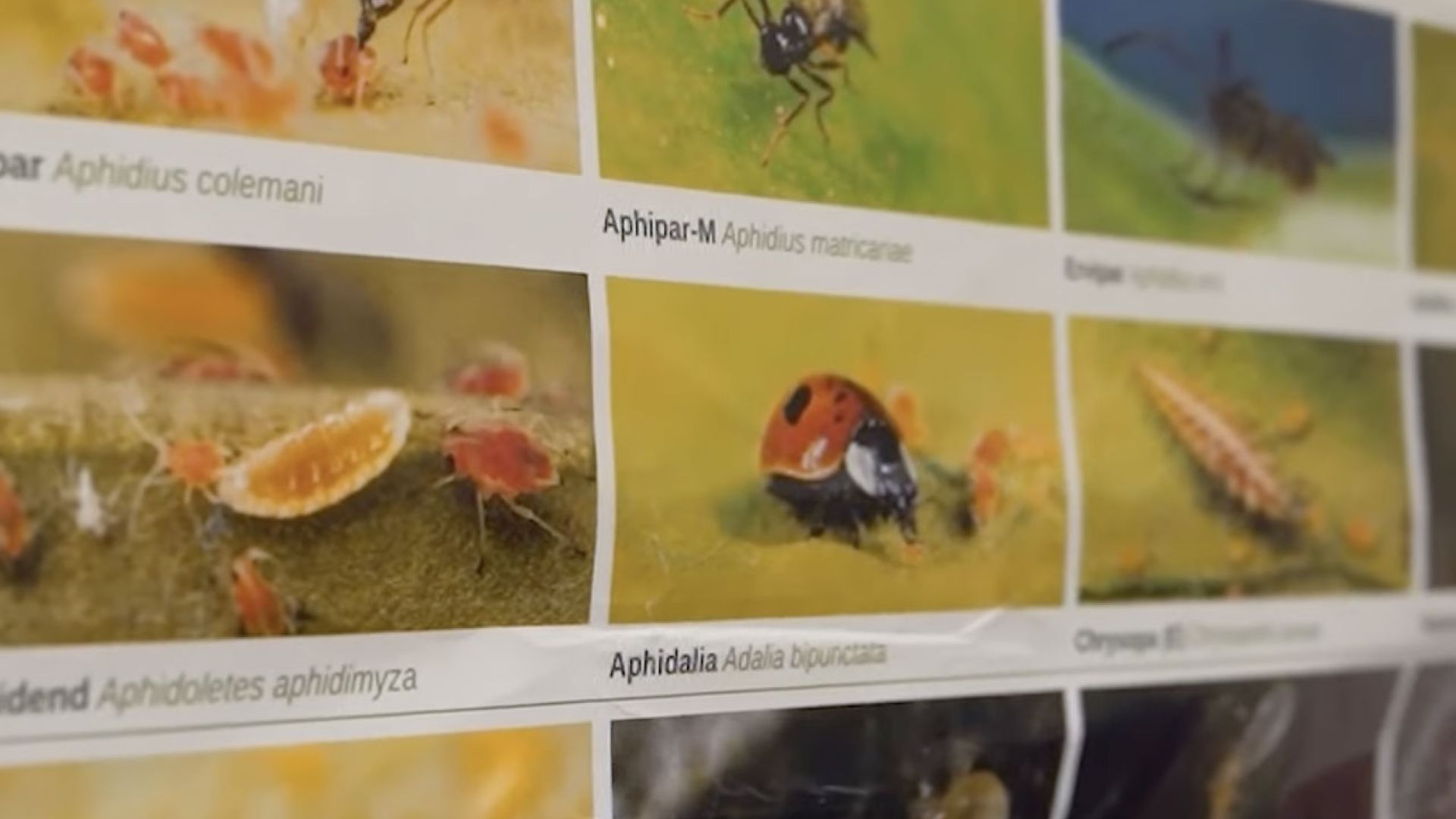 Biocontrollo e l'uso di insetti utili in agricoltura